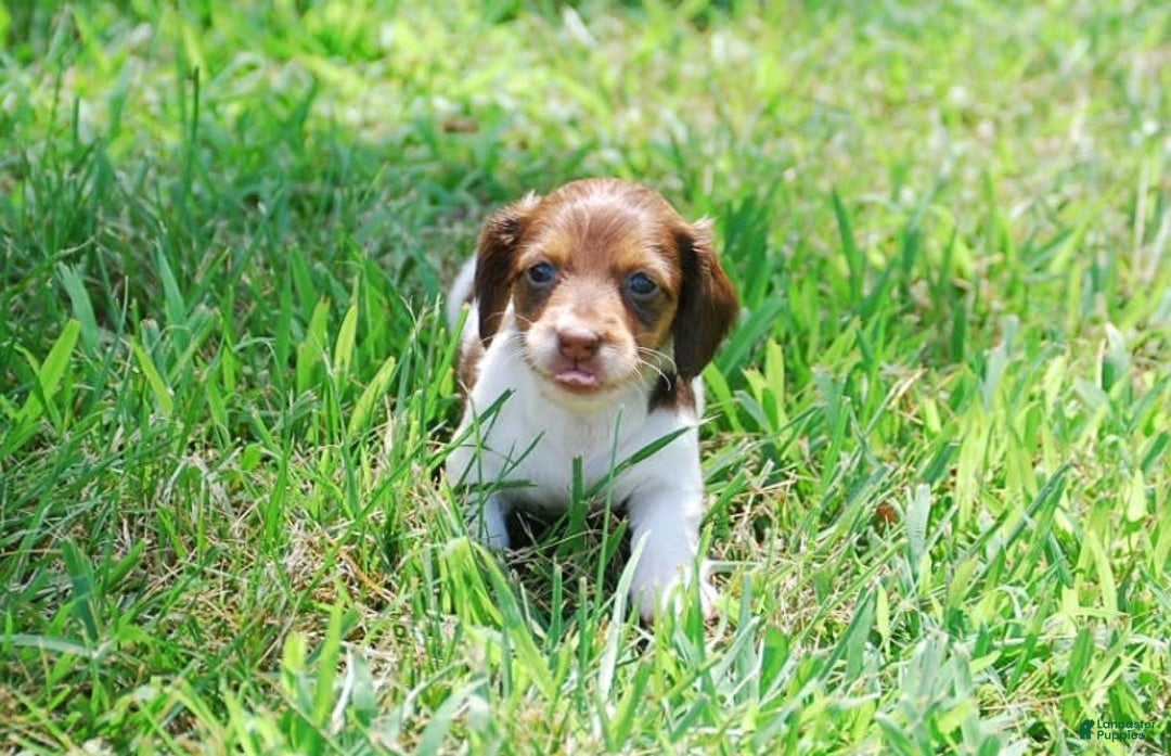 Dachshund dogs for sale: Akc Dolly - Image 1
