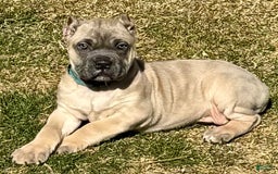 Cane Corso dogs for sale: Georgia - Image 8