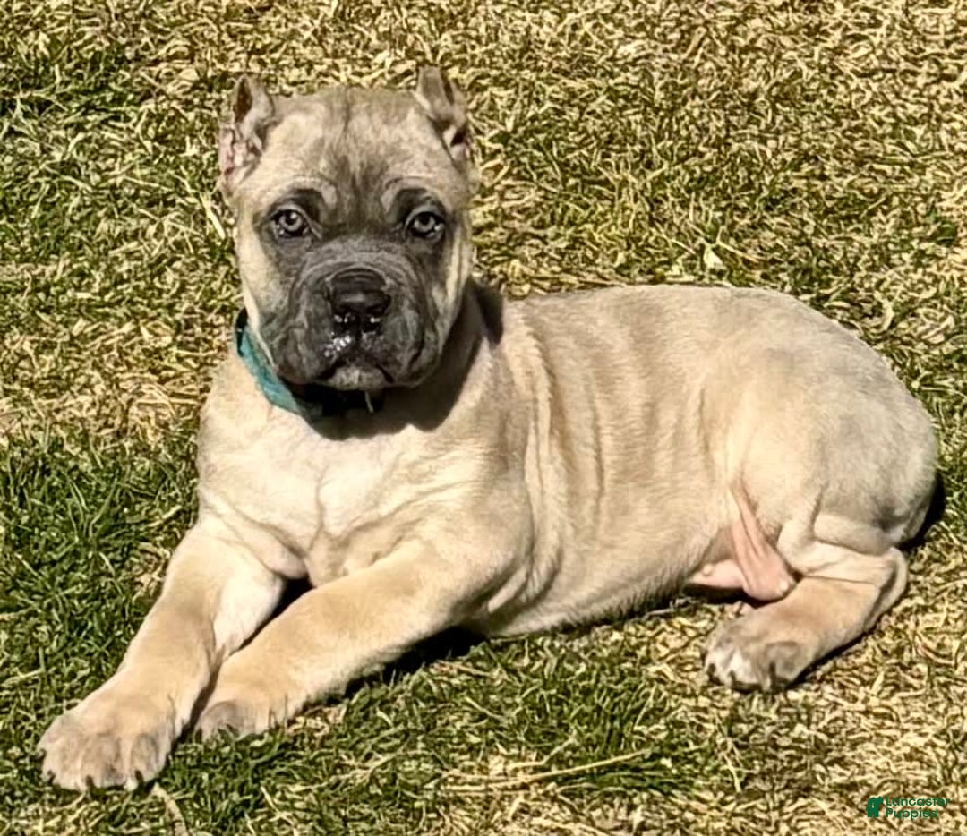 Cane Corso dogs for sale: Georgia - Image 8
