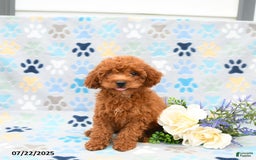 Cockapoo dogs for sale: Daisy - Image 5