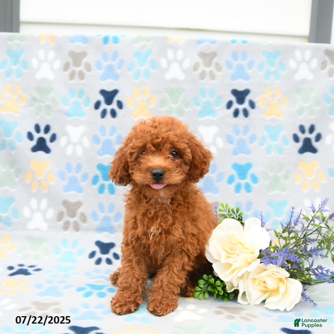 Cockapoo dogs for sale: Daisy - Image 5