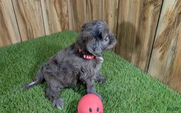 Cavapoo dogs for sale: Bertha Girl 3 - Image 4