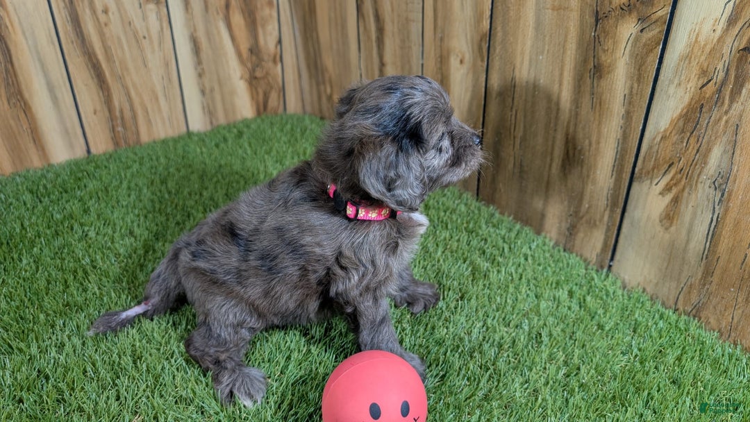 Cavapoo dogs for sale: Bertha Girl 3 - Image 4