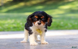 Cavalier King Charles Spaniel dogs for sale: Oliver - Image 3