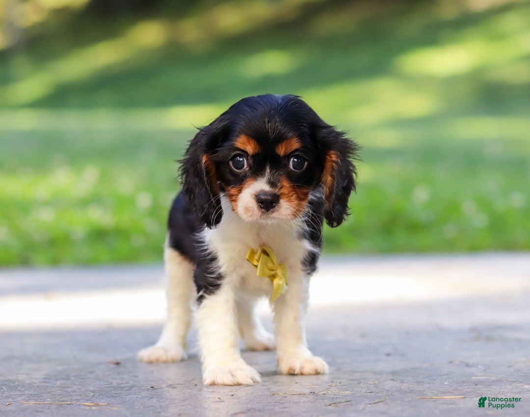 Cavalier King Charles Spaniel dogs for sale: Oliver - Image 3