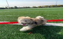 Havanese dogs for sale: Brasii - Image 2