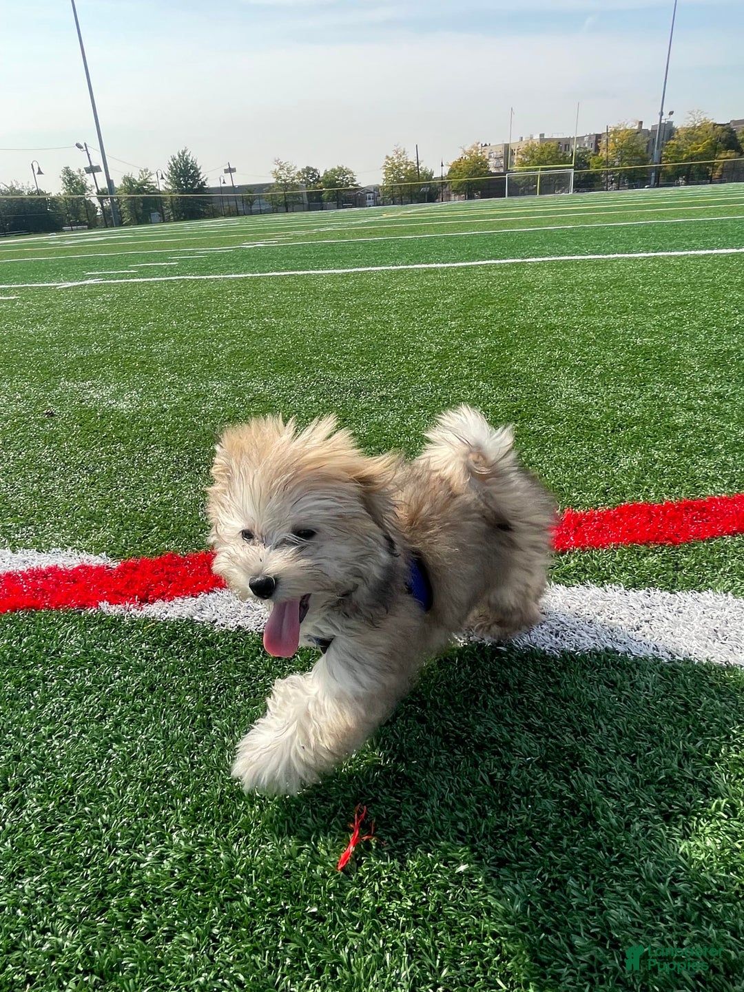 Havanese dogs for sale: Brasii - Image 2