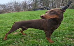 Doberman Pinscher dogs for sale: Apollo - Image 3