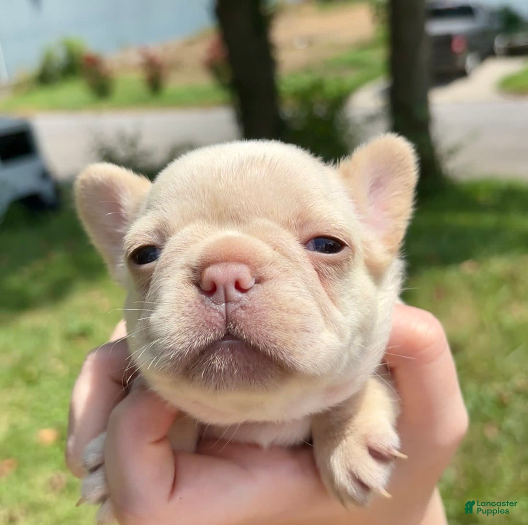 French Bulldog dogs for sale: Feyre - Image 2