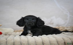 Miniature Dachshund dogs for sale: Poppy - Image 3