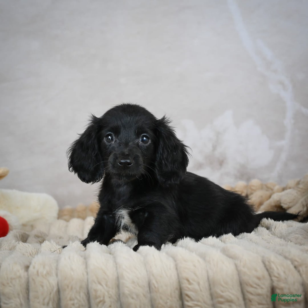 Miniature Dachshund dogs for sale: Poppy - Image 3