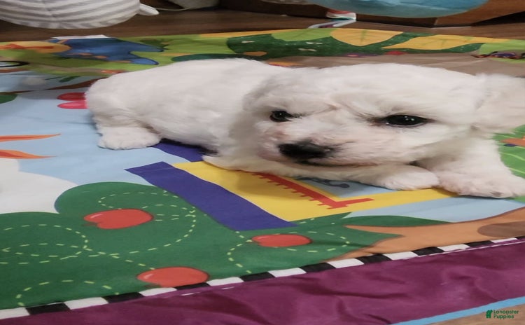 Bichon Frise dogs - Advert 16