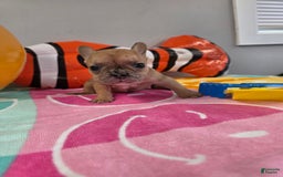 French Bulldog dogs for sale: French Bulldog 5 puppies - Image 9