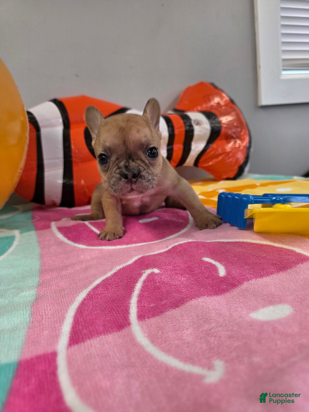 French Bulldog dogs for sale: French Bulldog 5 puppies - Image 9