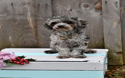 Toy Poodle dogs for sale: Sassy - House Trained - Image 1