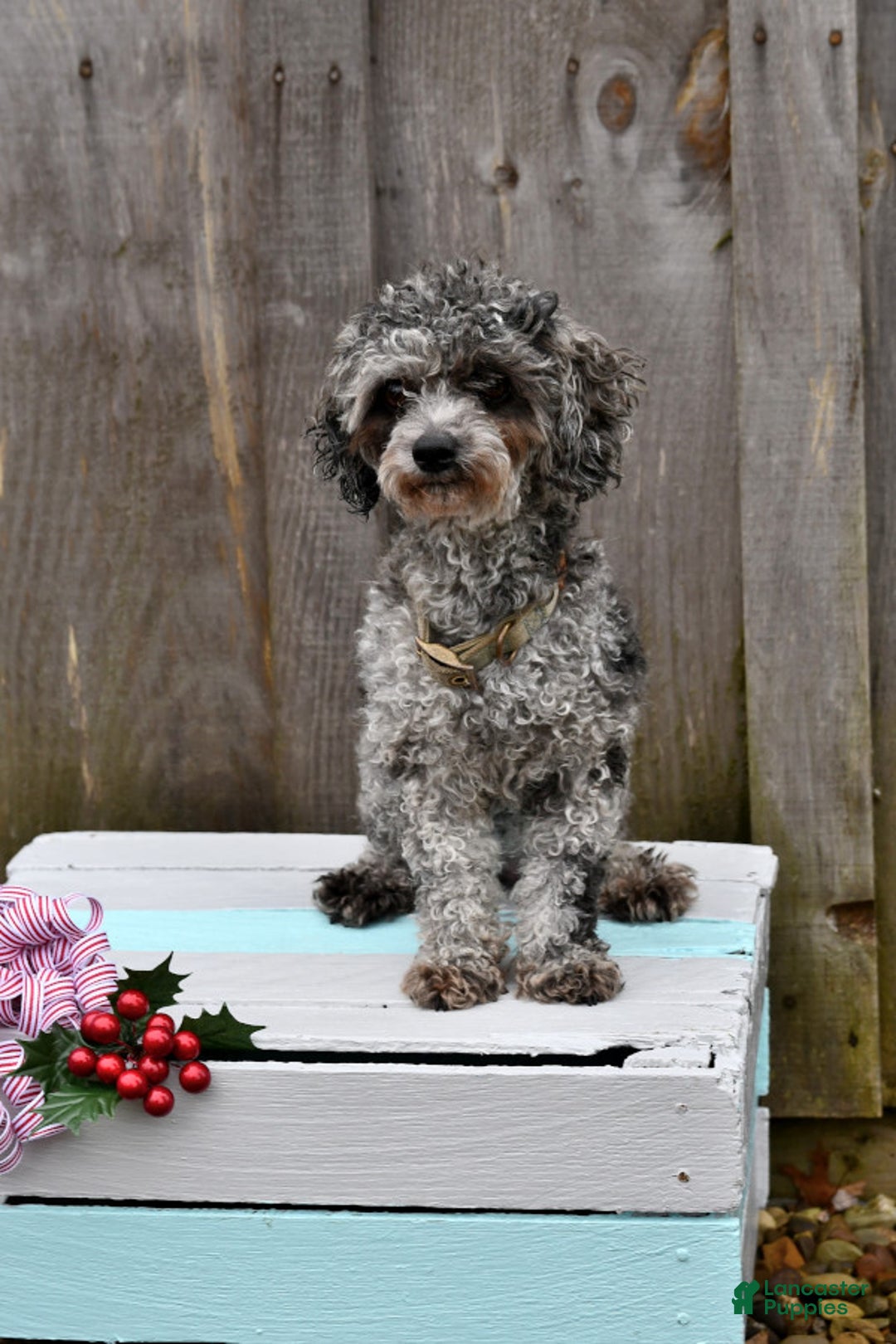Toy Poodle dogs for sale: Sassy - House Trained - Image 1