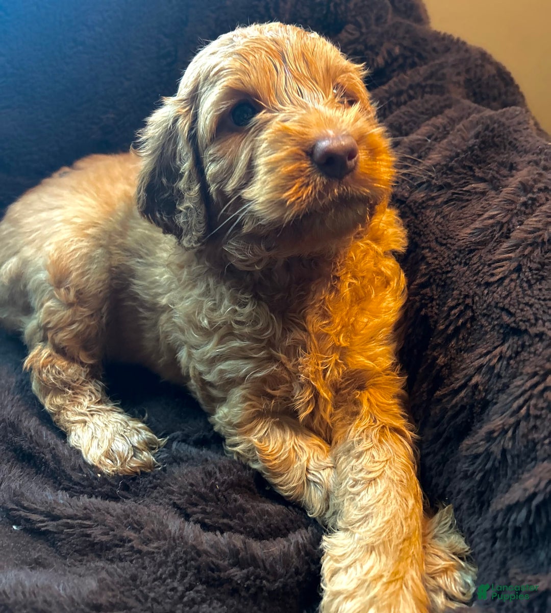 Goldendoodle dogs for sale: Wyatt - Image 1