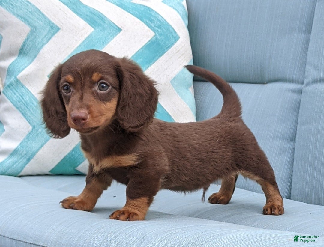Miniature Dachshund dogs for sale: Coco - Image 1