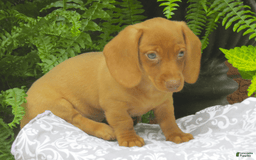 Miniature Dachshund dogs for sale: Tabitha - Image 6