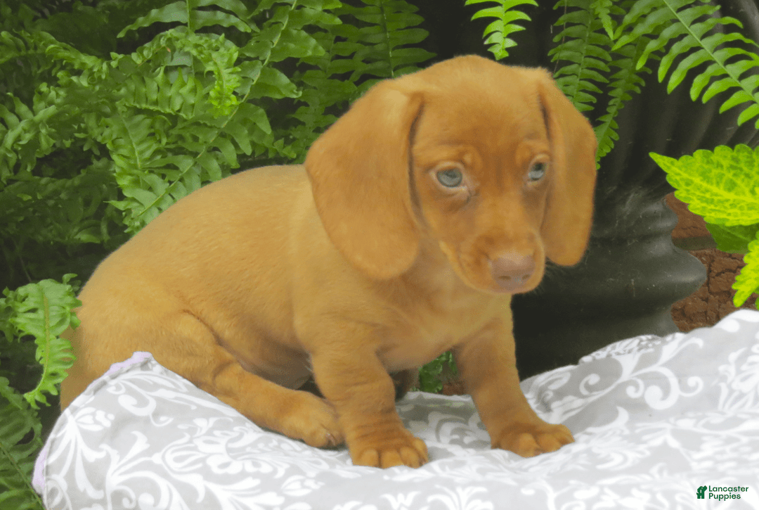 Miniature Dachshund dogs for sale: Tabitha - Image 6
