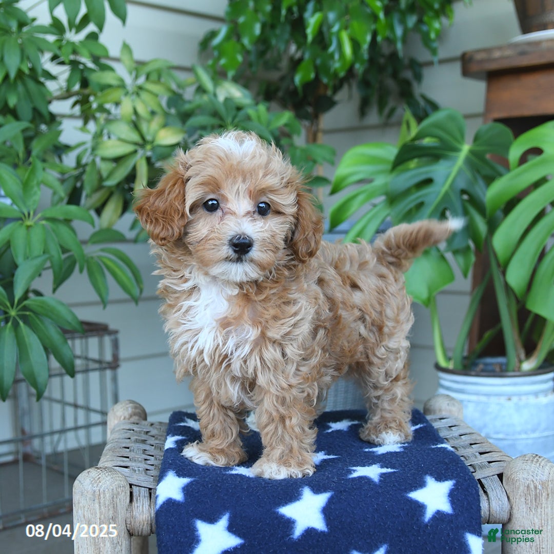 Maltipoo dogs for sale: Maltipoo 5 puppies - Image 25