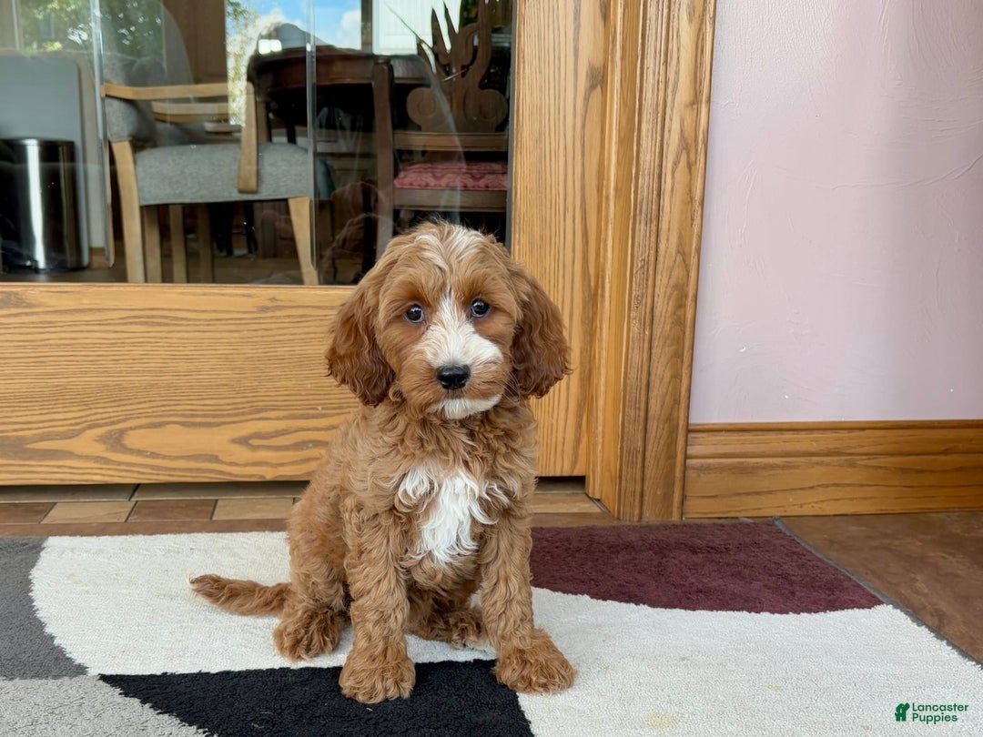 Cockapoo dogs for sale: Dolly - Image 1