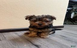 Yorkshire Terrier dogs for sale: Milo - Image 5
