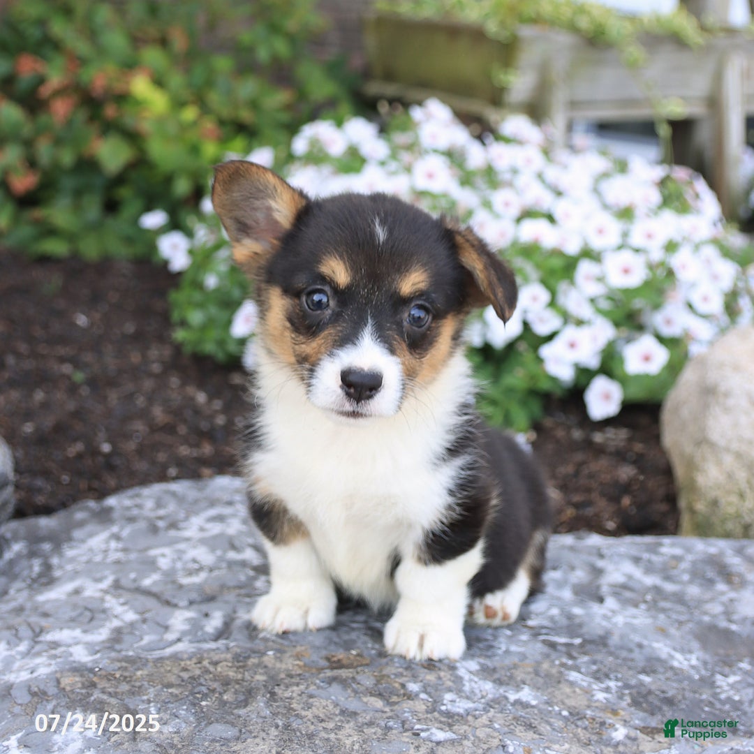 Welsh Corgi Pembroke dogs for sale: Ivy - Image 2