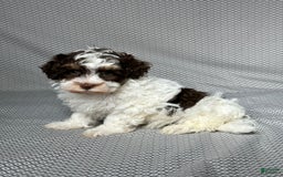 Havapoo dogs for sale: Noah - Image 4