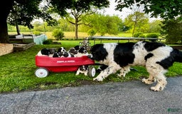 Newfoundland dogs for sale: Baby❤️akc❤️ - Image 1