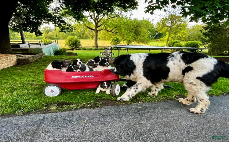 Newfoundland dogs for sale - Ad 1