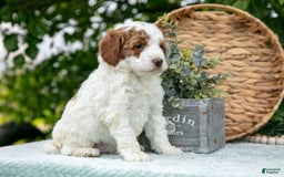 Miniature Poodle dogs for sale: Major - Image 5