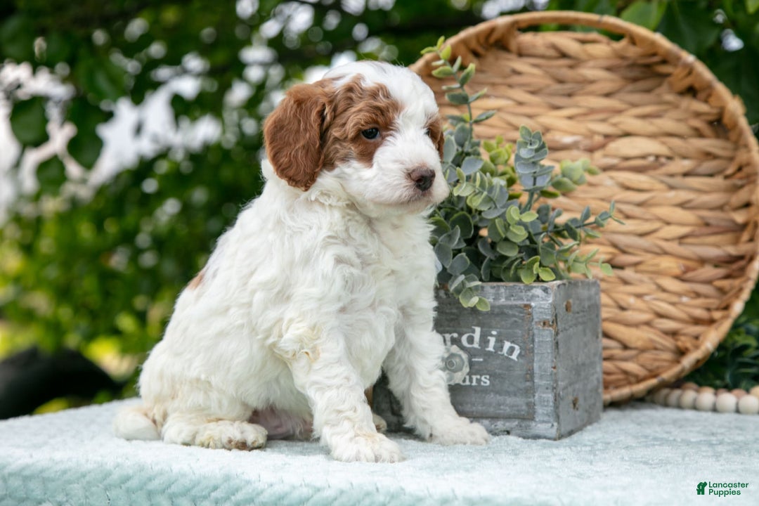 Miniature Poodle dogs for sale: Major - Image 5