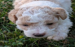 Bichpoo dogs for sale: Piper - Image 5