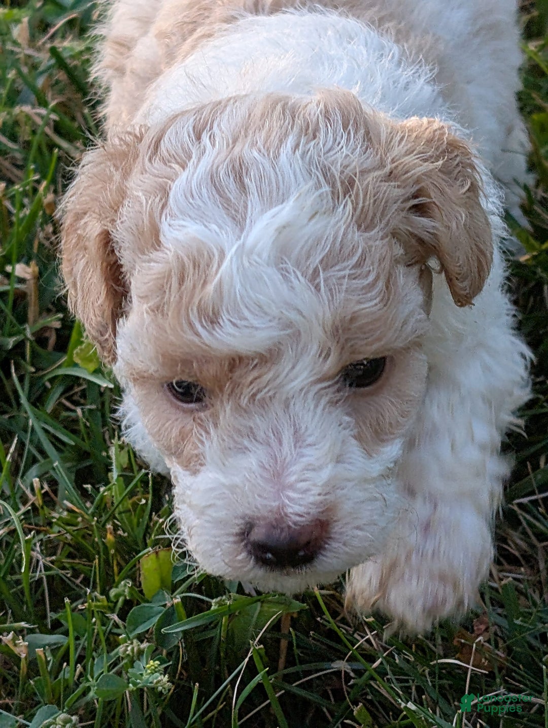 Bichpoo dogs for sale: Piper - Image 5