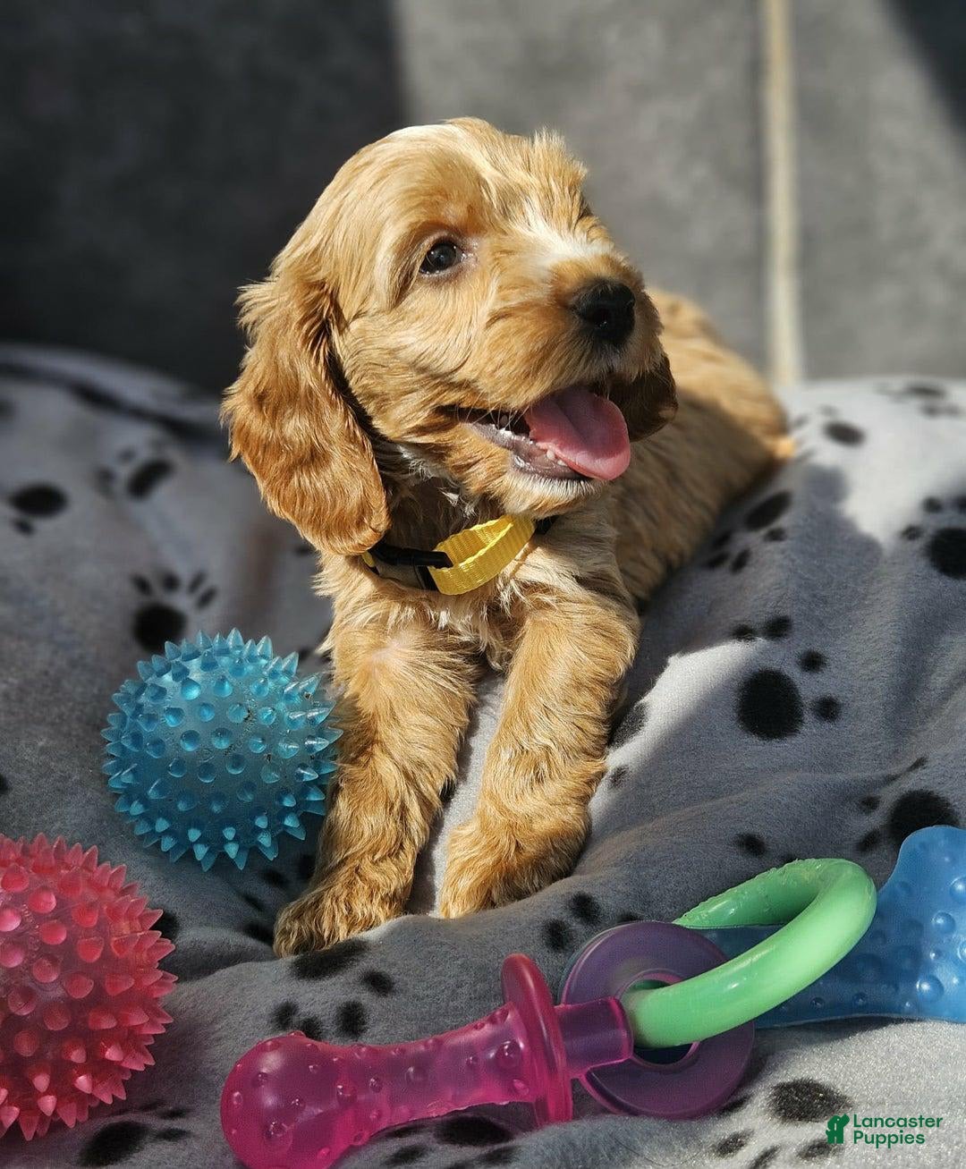 Cockapoo dogs for sale: Joe - Image 1