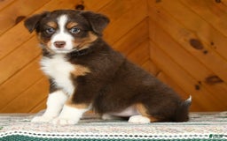 Australian Shepherd dogs for sale: Asia - Image 2