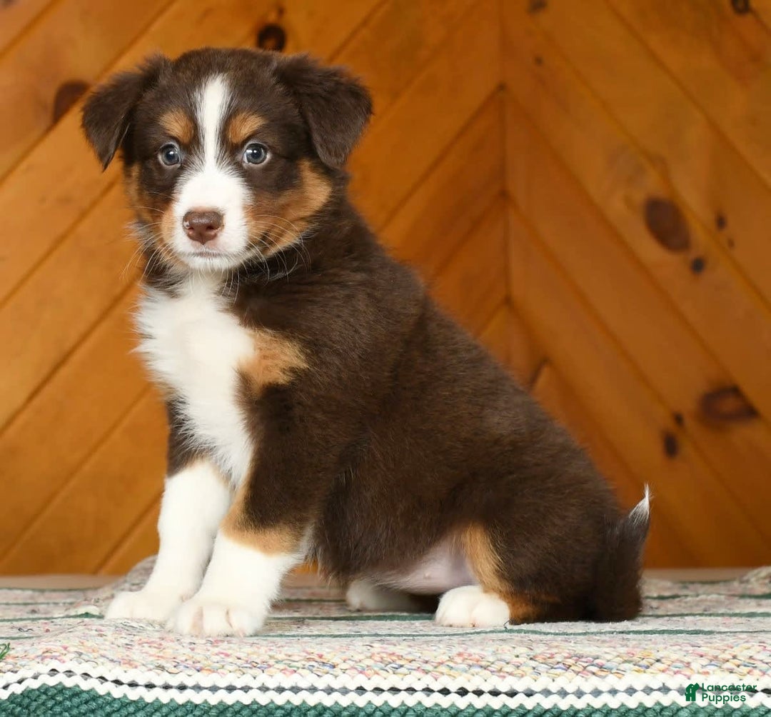 Australian Shepherd dogs for sale: Asia - Image 2