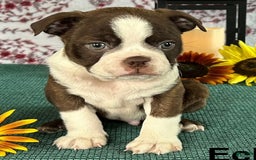Boston Terrier dogs for sale: Eclipse - Image 1