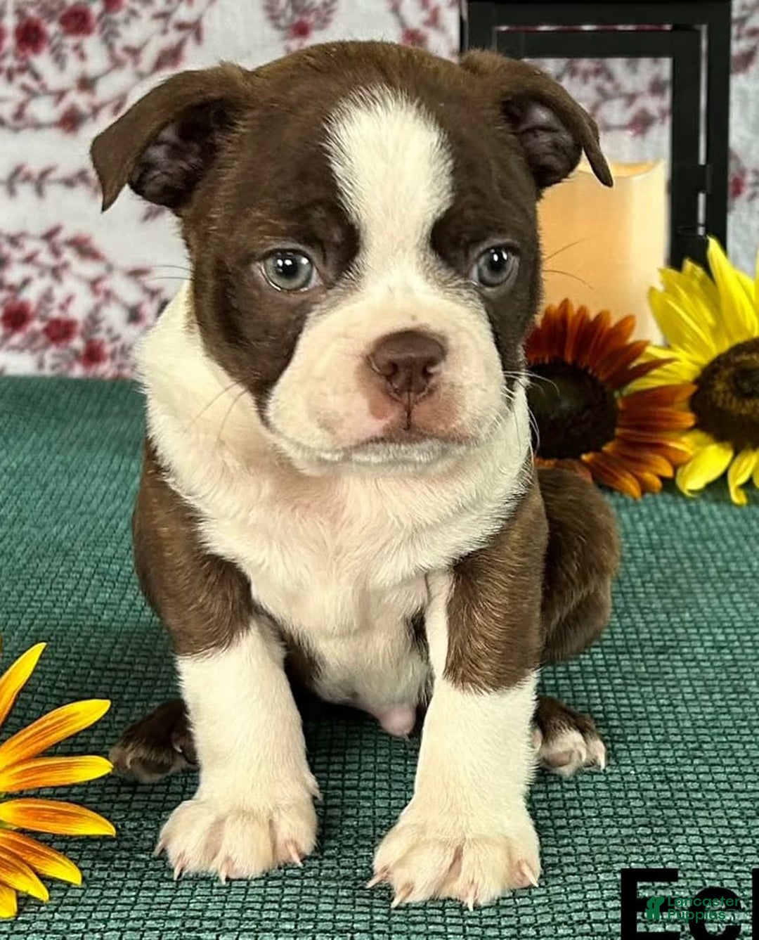 Boston Terrier dogs for sale: Eclipse - Image 1