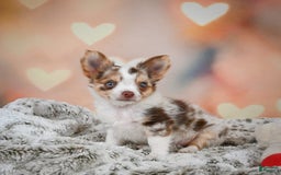 Chihuahua dogs for sale: Romer - Image 2