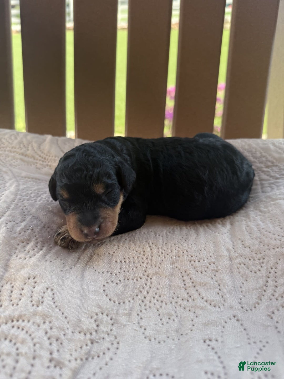 Bernedoodle dogs for sale: 12 - Image 1