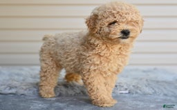 Toy Poodle dogs for sale: Honey - Image 3