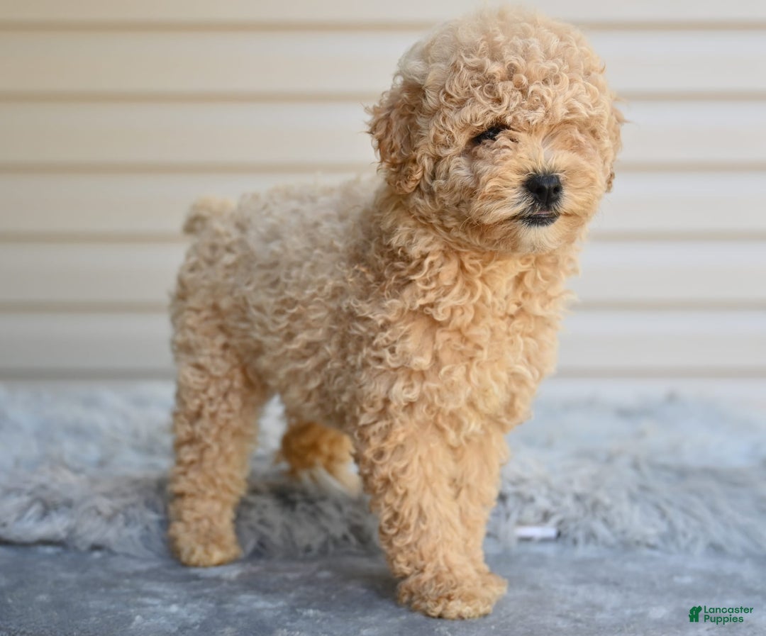 Toy Poodle dogs for sale: Honey - Image 3