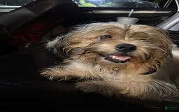 Shih Tzu dogs for sale: Luna - Image 3