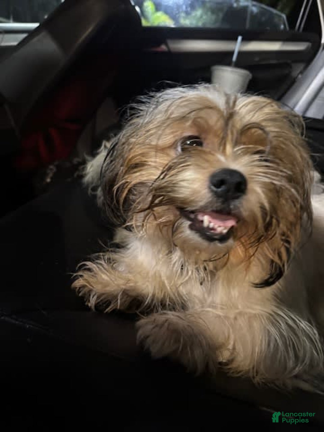 Shih Tzu dogs for sale: Luna - Image 3