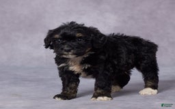 Mini Bernedoodle dogs for sale: Cy - Image 5