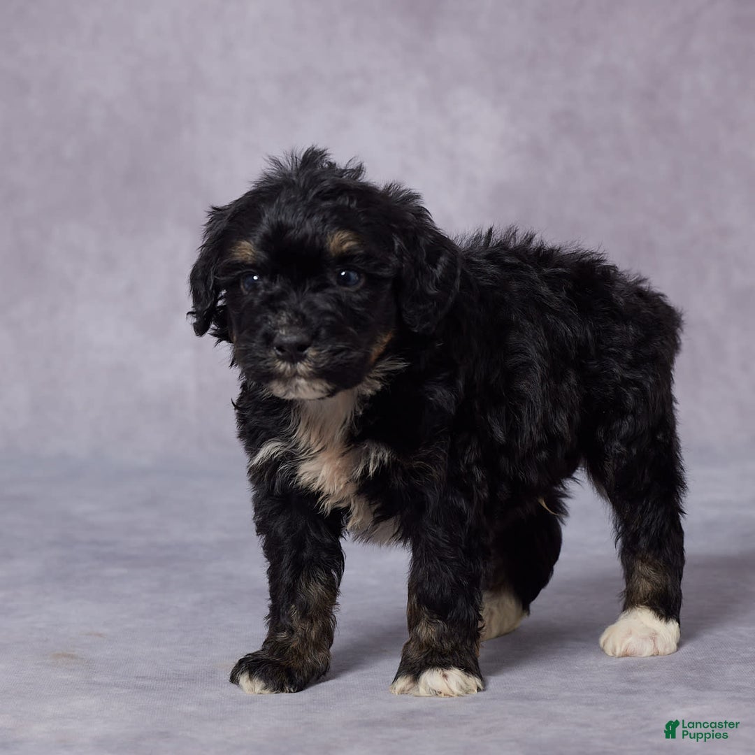 Mini Bernedoodle dogs for sale: Cy - Image 5