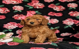 Mini Goldendoodle dogs for sale: Hildie Hypoallergenic - Image 4