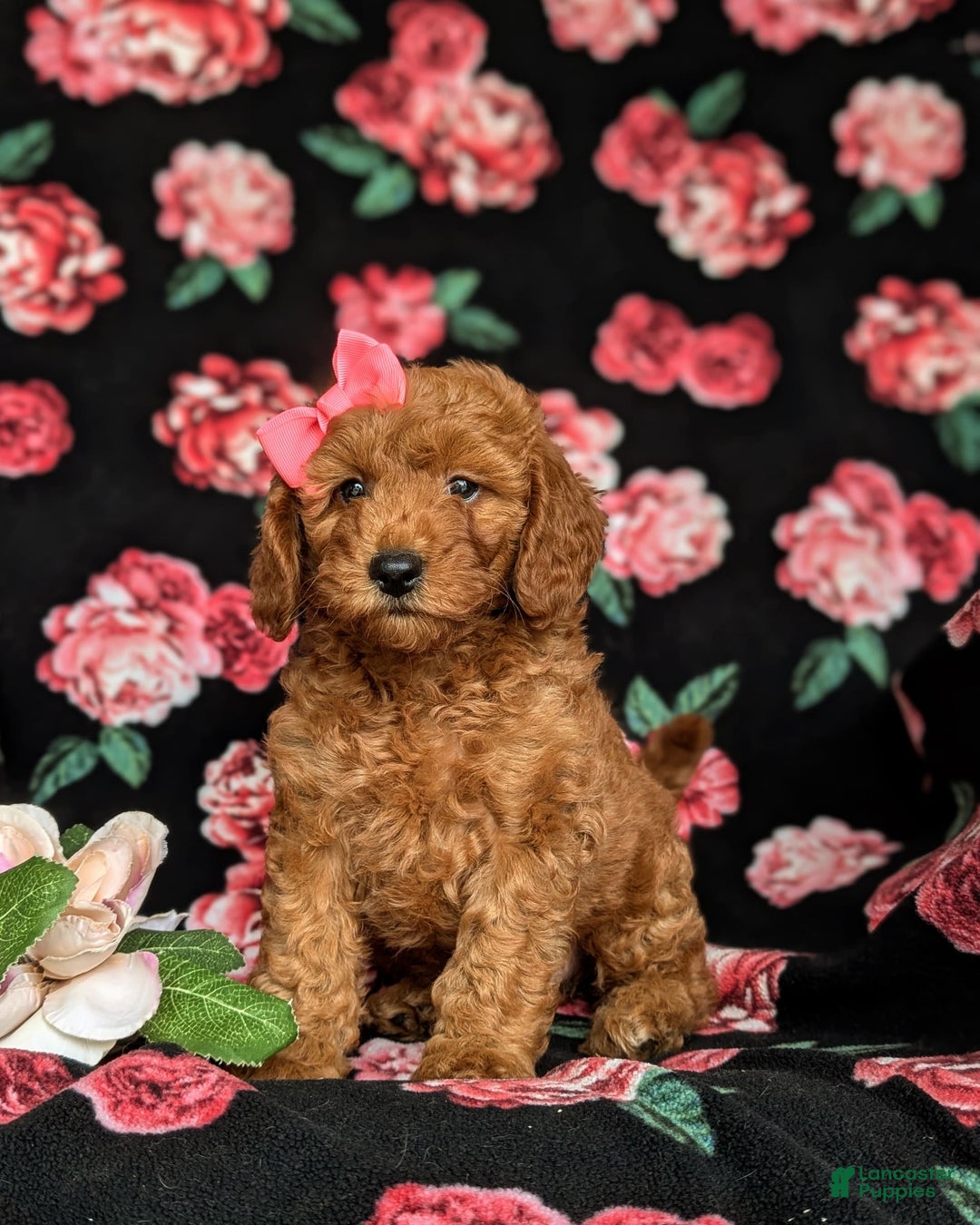 Mini Goldendoodle dogs for sale: Hildie Hypoallergenic - Image 4